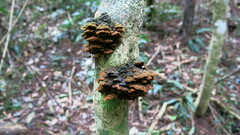 Phylloporia