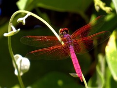 Trithemis aurora