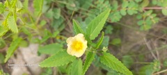 Sida rhombifolia