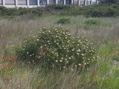 Protea scolymocephala
