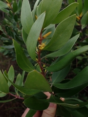 Persoonia stradbrokensis