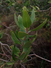 Persoonia stradbrokensis