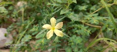 Menodora heterophylla