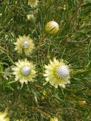 Protea scolymocephala