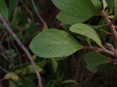 Persoonia stradbrokensis