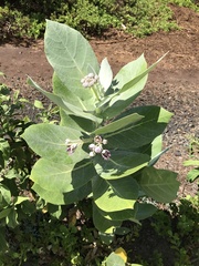 Calotropis