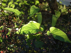 Paederia foetida