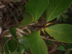 Persoonia stradbrokensis