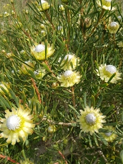 Protea scolymocephala