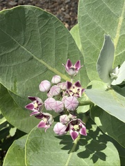 Calotropis