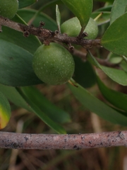 Persoonia stradbrokensis