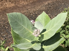 Calotropis