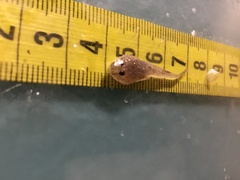 Benthophilus stellatus