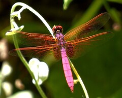 Trithemis aurora