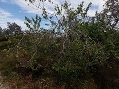 Persoonia stradbrokensis