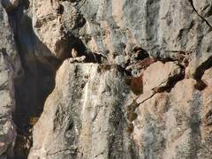 Neophron percnopterus