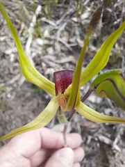 Caladenia leptochila