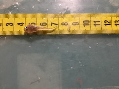 Benthophilus stellatus