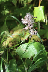 Parasenecio kamtschaticus