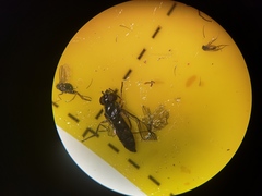 Platycheirus albimanus