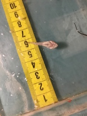 Benthophilus stellatus