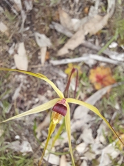 Caladenia leptochila