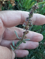 Atriplex portulacoides