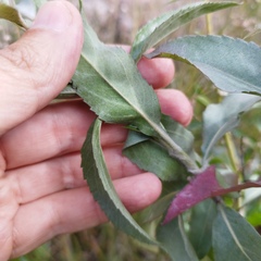 Stevia