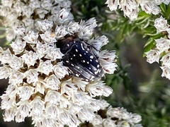 Oxythyrea marginalis