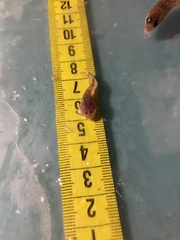 Benthophilus stellatus