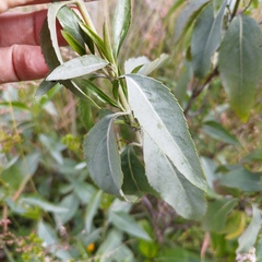 Stevia