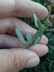 Atriplex portulacoides