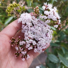 Stevia