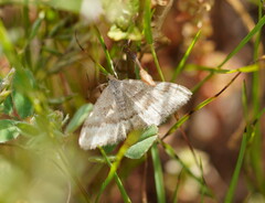 Scopula lydia