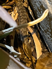 Elgaria multicarinata multicarinata