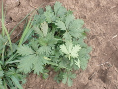 Potentilla intermedia