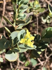 Wikstroemia uva-ursi