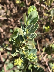Wikstroemia uva-ursi