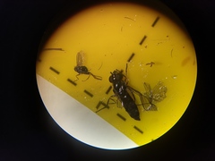 Platycheirus albimanus