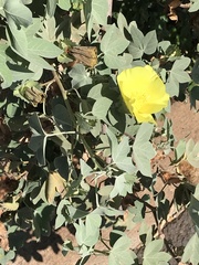 Gossypium tomentosum