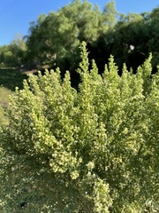 Baccharis pilularis