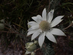Actinotus helianthi