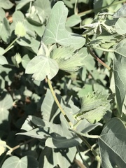 Gossypium tomentosum