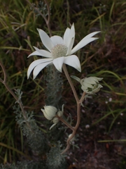 Actinotus helianthi