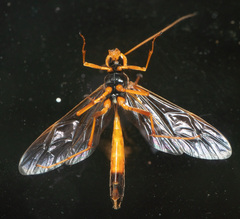 Opheltes glaucopterus