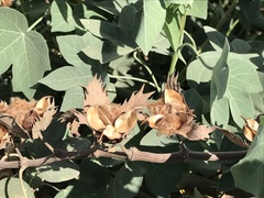 Gossypium tomentosum