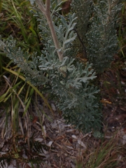 Actinotus helianthi