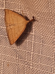 Polypogon tentacularia