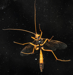 Opheltes glaucopterus