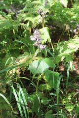 Parasenecio kamtschaticus